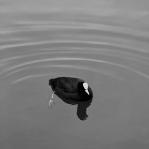 A black and white photo of a duck in the water