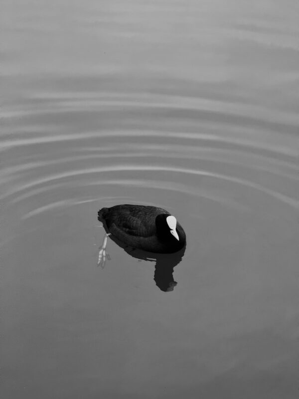 A black and white photo of a duck in the water